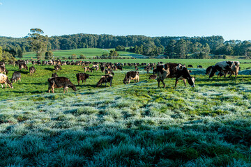 Dairy cow grazing in a meadow of pasture on a farm