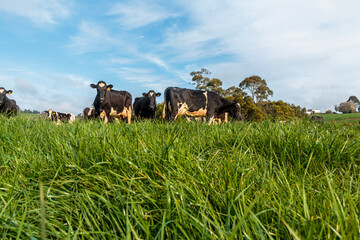 Dairy cow grazing in a meadow of pasture on a farm