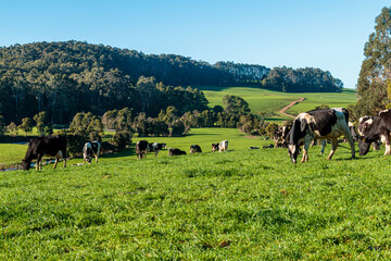 Dairy cow grazing in a meadow of pasture on a farm