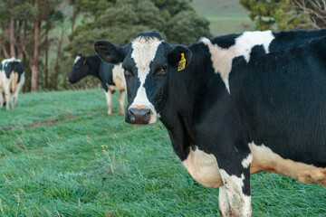 Dairy cow grazing in a meadow of pasture on a farm