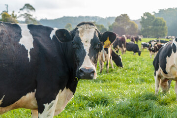 Dairy cow grazing in a meadow of pasture on a farm