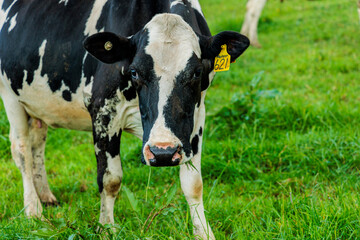 Dairy cow grazing in a meadow of pasture on a farm