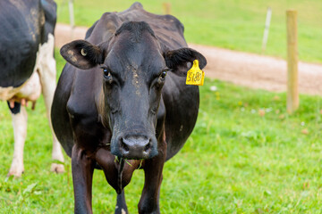 Dairy cow grazing in a meadow of pasture on a farm