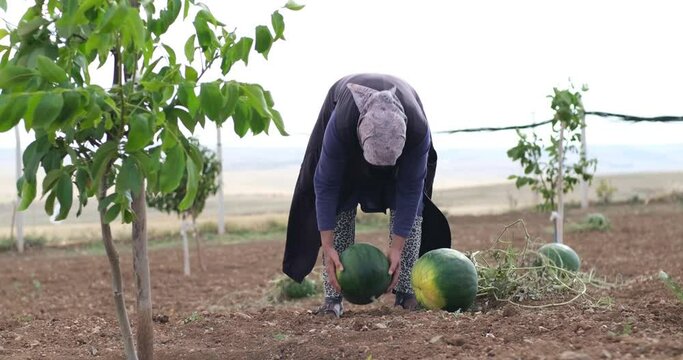 An experienced farmer family in an agricultural field with a ripe watermelon in their hands and harvesting with their naughty dog