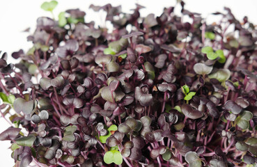 Radish microgreens. Sprouting Microgreens. Seed Germination at home. Vegan and healthy eating concept. Sprouted radish Seeds, Micro greens. Growing sprouts. Organic food