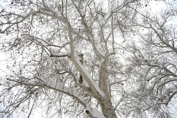 Fototapeta na wymiar Canopy of old big tree covered by snow