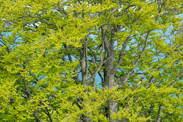 Fototapeta premium Canopy of beech old and big