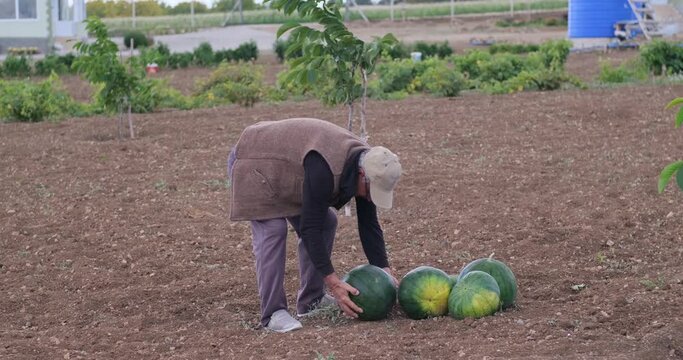 An experienced farmer in an agricultural field with a ripe watermelon in his hands and harvesting 
