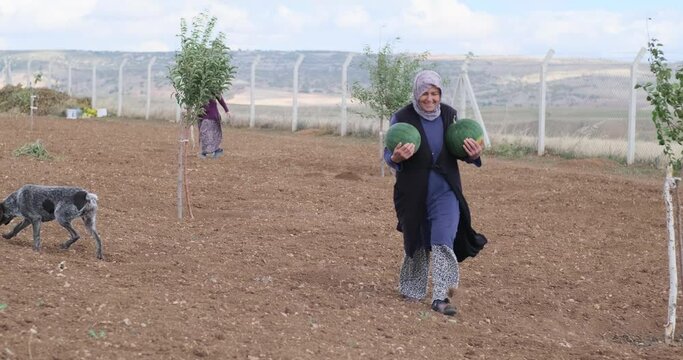 An experienced farmer in an agricultural field with a ripe watermelon in her hands and harvesting with her naughty dog