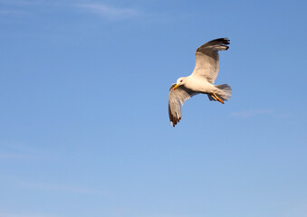 seagull with wide wingspan flies up freely in the sky in summer