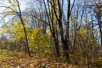 Obraz premium deciduous trees in the autumn season during leaf fall