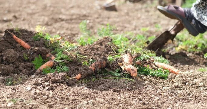 Farm specialist workers pulling out freshly picked carrots. Summer vegetable growth. Production of natural food. Agribusiness.