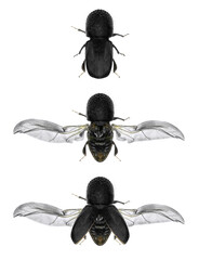 Asian Ambrosia beetle, Euwallacea fornicatus (Coleoptera: Curculionidae). Adult beetles. Female. Dorsal view. Isolated on a white background
