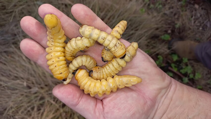 Longhorn beetle, Mesoprionus besikanus (Coleoptera: Cerambycidae). Larvae on a human hand. Concept of environmental protection