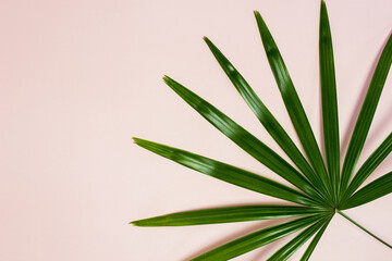 A green leave over the pink background with copy space.