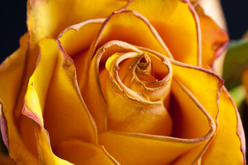 beautiful orange rose to dry for use as decoration