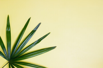 green leaves over the yellow background with copy space. 