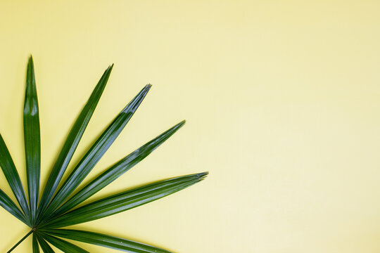 green leaves over the yellow background with copy space. © aradaphotography