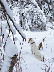 A dog in a snowy forest.