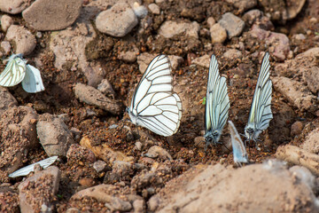 butterfly on the ground