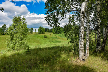 birch grove, birch trees in the summer forest