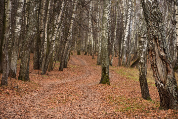 Fototapeta premium pine forest, walk in the forest, tree trunks