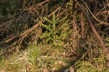 young Christmas tree, small Christmas tree in the forest