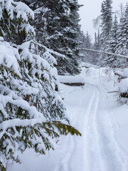 A ski track in a snow-covered coniferous forest.