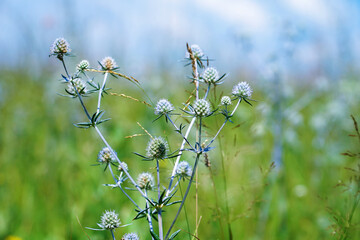 The wild medicinal plant Sea Holly or Eryngium. Eryngium palmatum