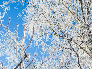 Winter forest on a frosty day, trees covered with snow