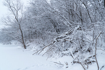 The camera glides along the forest, trees and grass in snow and hoarfrost