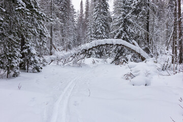 A ski track in a snow-covered coniferous forest.