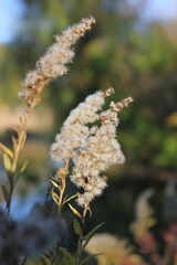 flowers in the forest