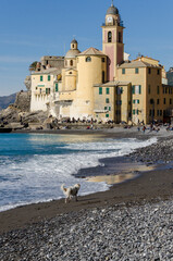 Landscape in Camogli village in Genoa in Liguria - 476402872