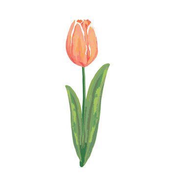 watercolor red tulip vector hand drawing hand drawing on white