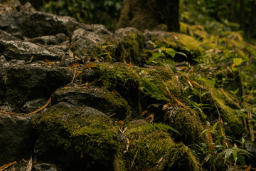 Panoramic scene from bamboo forest in road to hana, Maui, Hawai