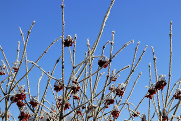 Vogelnahrung im Winter - schneebedeckte, rote Beeren an einem gewöhnlichen Schneeball für...