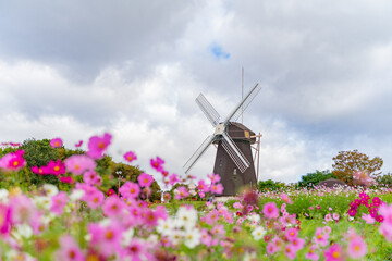大阪　鶴見緑地のコスモスと風車