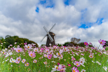 大阪　鶴見緑地のコスモスと風車