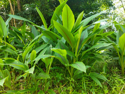 Turmeric plant grows wild in the forest