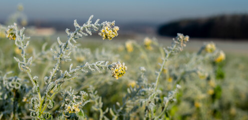 Rapeseed plants with hoarfrost