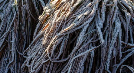 Frozen grass with ice crystals