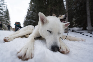 Obraz premium Dog sledding with huskies