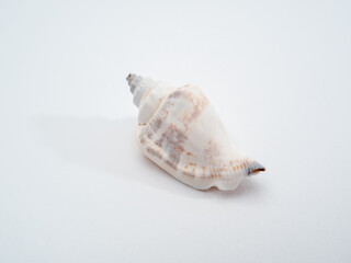 seashell sea on a white background. Seashell isolated on white background.