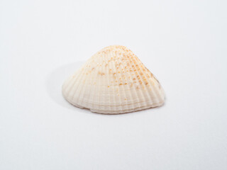 seashell sea on a white background. Seashell isolated on white background.