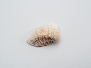 seashell sea on a white background. Seashell isolated on white background.