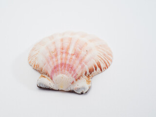 Scallop shell close up on white.