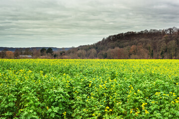 Fototapeta na wymiar Hilly landscape with rapeseed field and bare trees under a grey cloudy sky.