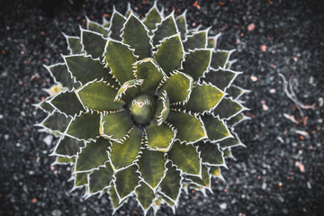 cactus close up