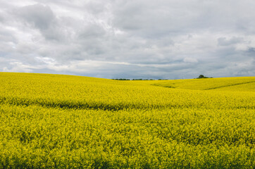 Obraz premium Rapeseed grows on hills for animal feed, rapeseed cake is actively used for feeding livestock